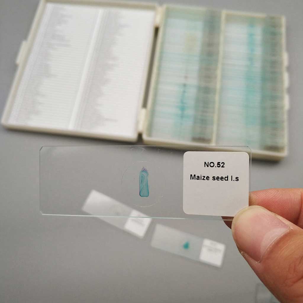 100pcs Advanced Botany Prepared Microscope Slides